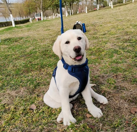 Köpek Koşum Takımı Kalite Standartları: Alıcıların Neleri Kontrol Etmesi Gerekir